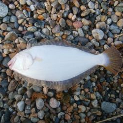 ひらめ釣れましたー