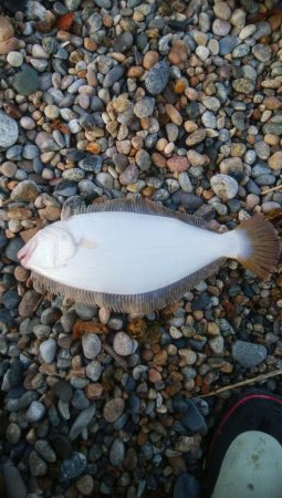 ひらめ釣れましたー