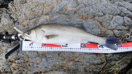 シーバス50、ヒラメ25