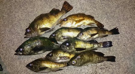 今夜もメバリング