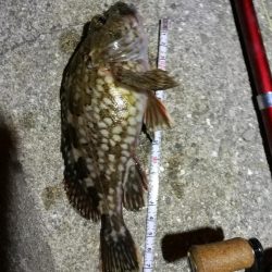 フェリーターミナル(ヘチ釣りで初の好釣果!小キビレ5匹他)