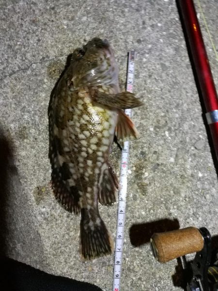 フェリーターミナル（ヘチ釣りで初の好釣果！…