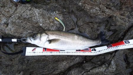 シーバス50センチ, 30センチ