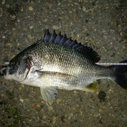 フェリーターミナルでヘチ釣り（昨日に続き、またもやキビレチヌ！）