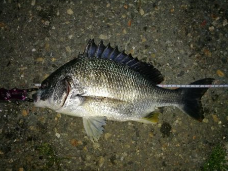 フェリーターミナルでヘチ釣り（昨日に続き、…