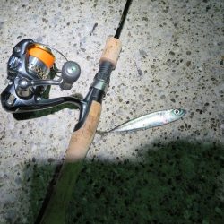 この時期のメバルはグッドサイズ！