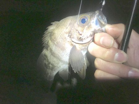 大潮爆風の淡路島でメバリング