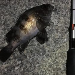 ２週間ぶりのメバリング