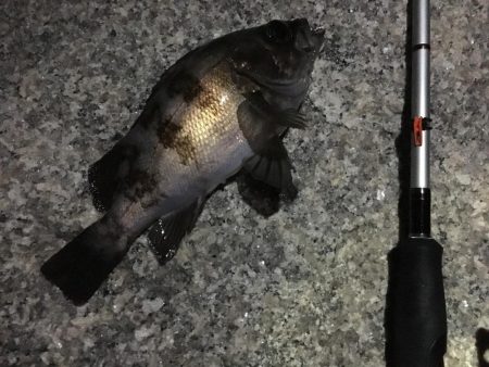 ２週間ぶりのメバリング