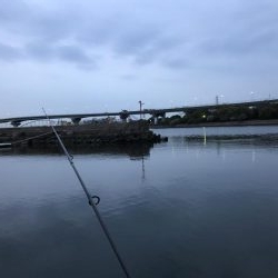 久しぶりのキビレ