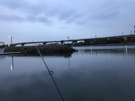 久しぶりのキビレ