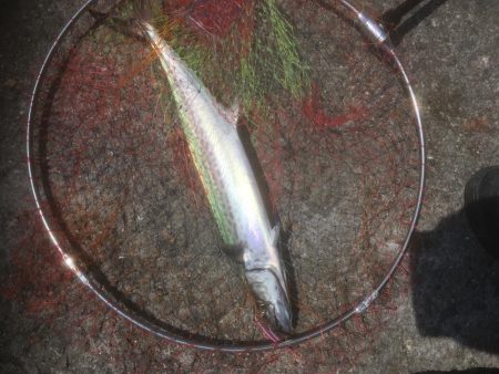 初サゴシ！！！