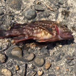 イワシを狙うが