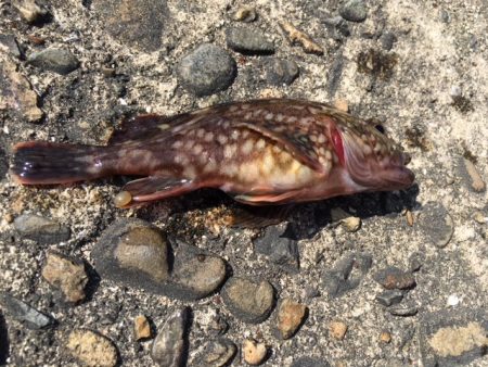 イワシを狙うが