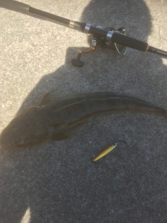 初マゴチやんけ！