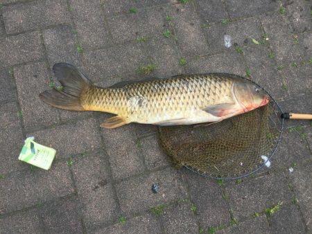 等々力緑地の管理釣り場へ行って来ました。
