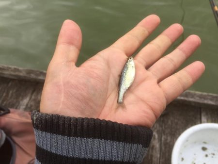 等々力緑地の管理釣り場へ行って来ました。