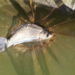 等々力緑地の管理釣り場でヘラブナ釣り。