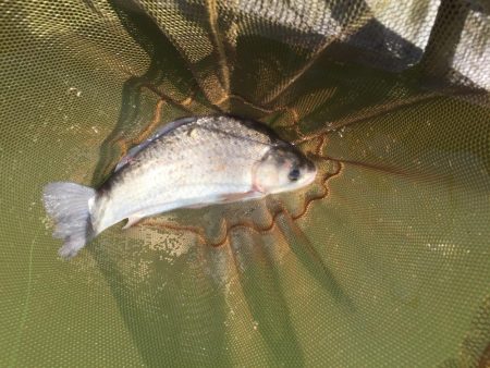 等々力緑地の管理釣り場でヘラブナ釣り。