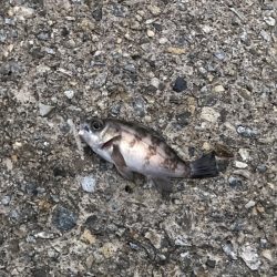 メバル・ガシラ