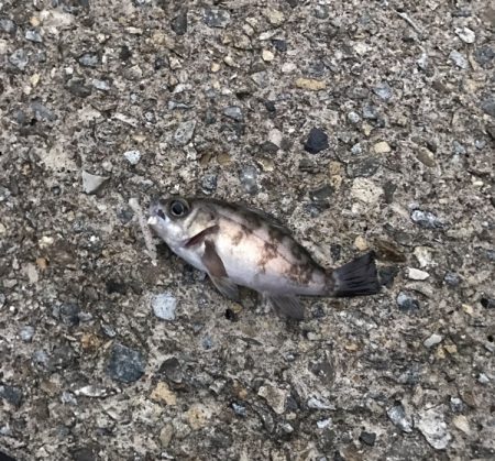 メバル・ガシラ