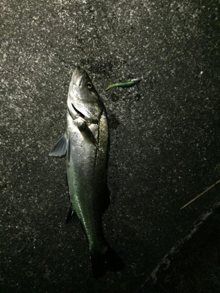 小松島港周辺 シーバス爆釣