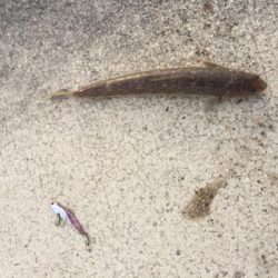 釣れど釣れどエソばかり…