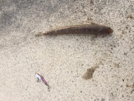 釣れど釣れどエソばかり…