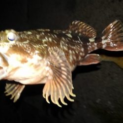 今日はガシラの日