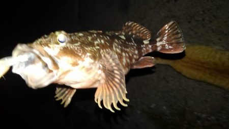 今日はガシラの日