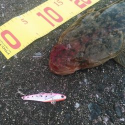 マゴチは裏切らない。