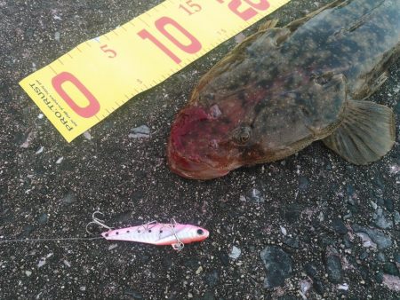 マゴチは裏切らない。