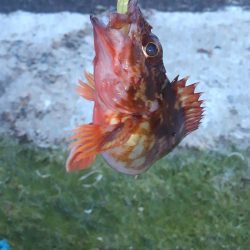 メバリングとチニング･･･？