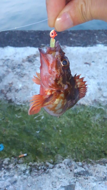 メバリングとチニング･･･？