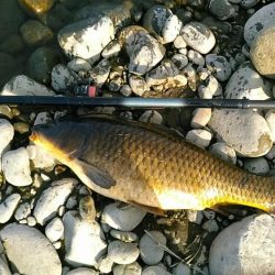 長良川のキレイな真鯉