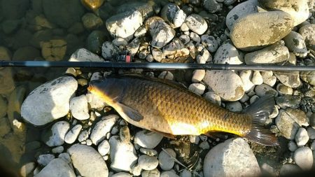 長良川のキレイな真鯉