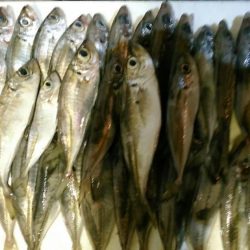 まさに朝まづめ