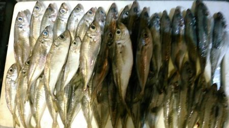 まさに朝まづめ