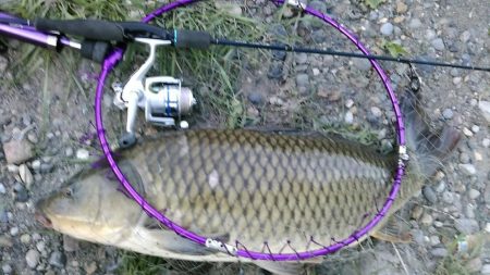 バスロッドで大鯉