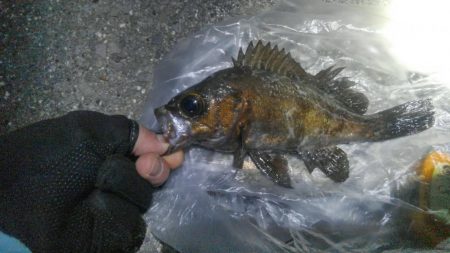 初投稿。初場所。13日の釣曜日。