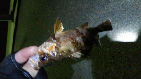 ジェイソン小田の釣りいここい。(平日メバル編)