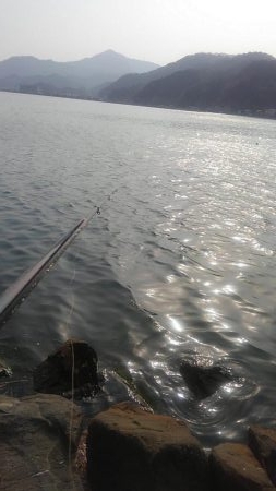 のっこみチヌ調査