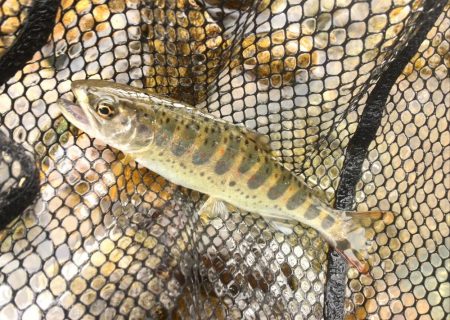 雨降りミノーイング