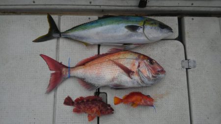 鯛ラバでメジロ