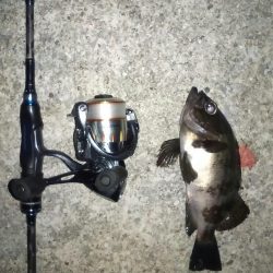 パイセン接待メバリング当日やのに！？