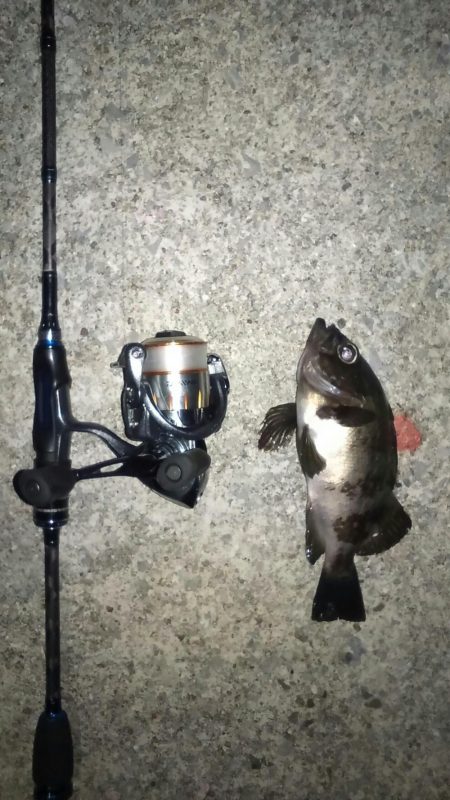 パイセン接待メバリング当日やのに！？