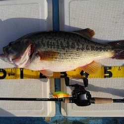 ビックバス狙い