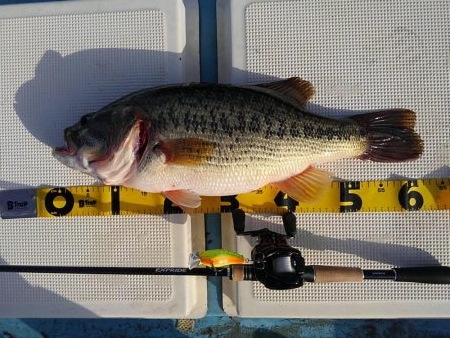 ビックバス狙い