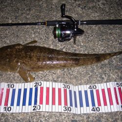 チニングの外道にて