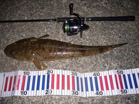 チニングの外道にて